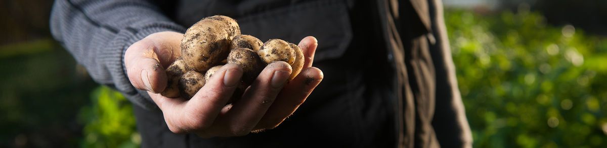Agricultor de patatas