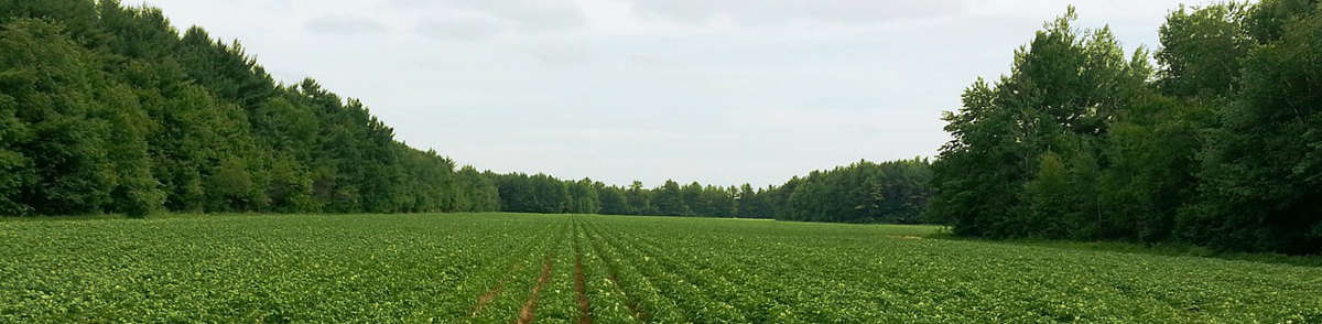 Campo sembrado de patatas