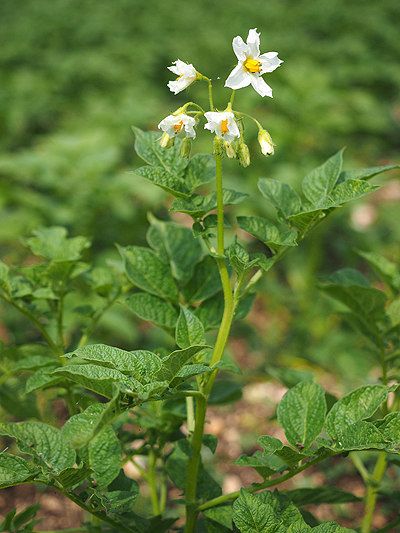 Flor de la patata